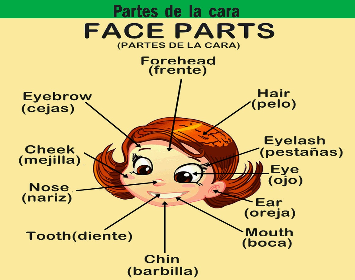 curso de ingles La cara