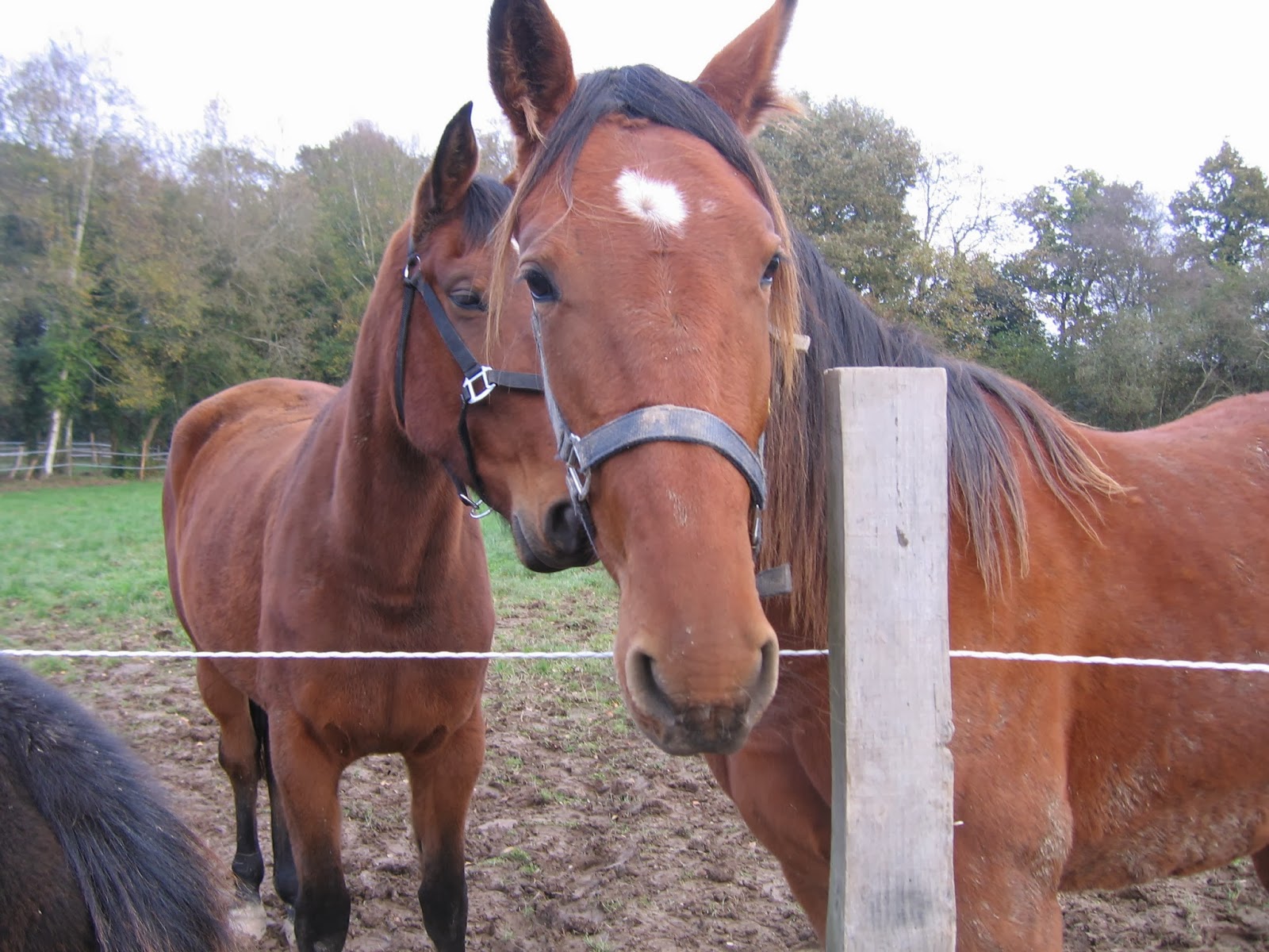 rencontre eleveur chevaux