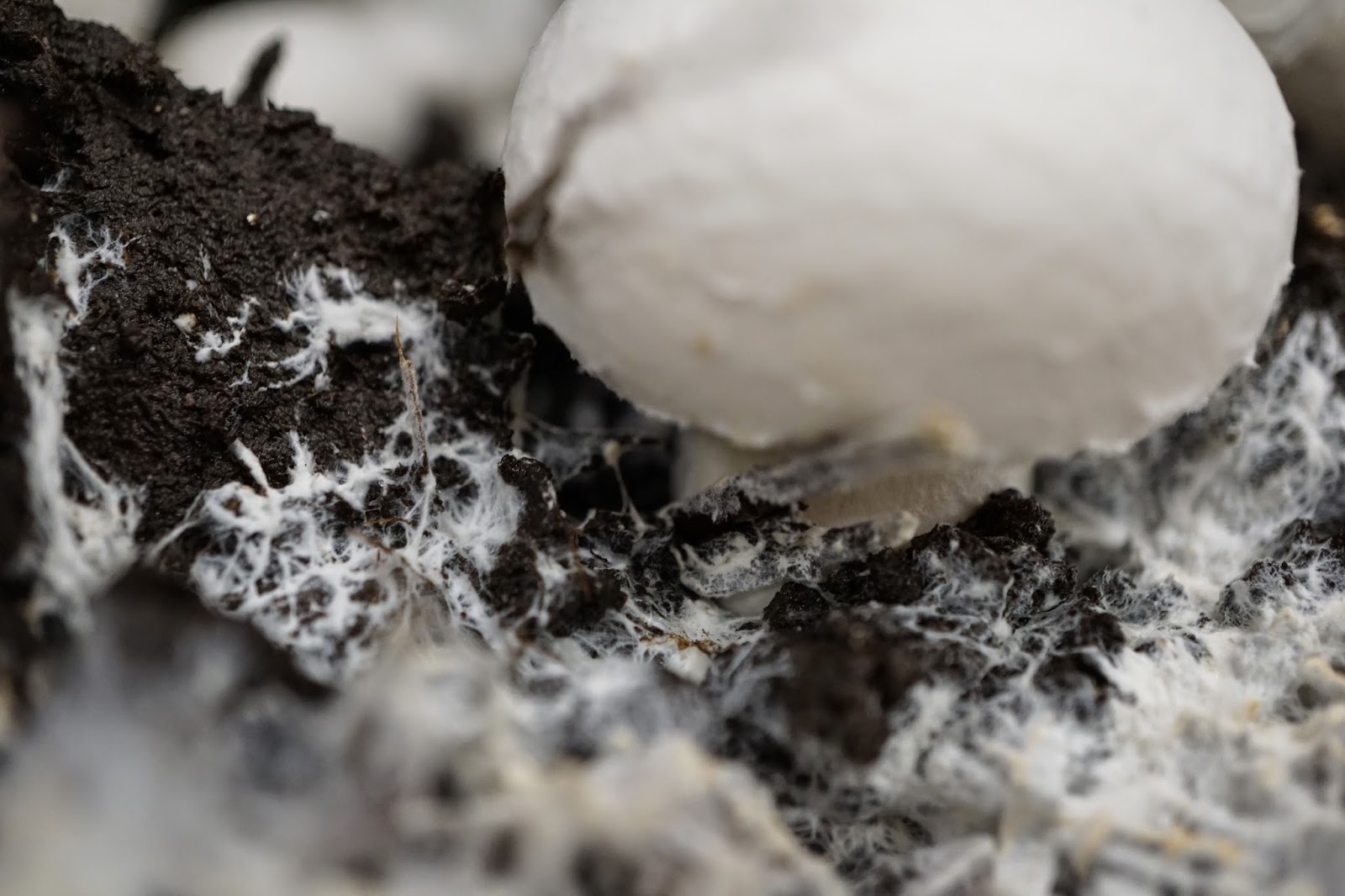 View Portobello Mushrooms Growing Conditions Images