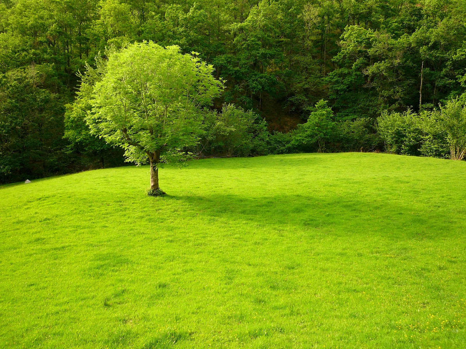 juanjominor Valles pasiegos