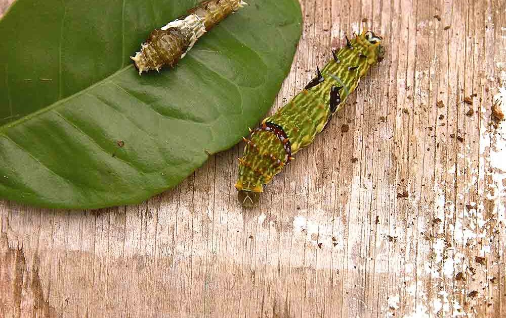 The Nature of Robertson Citrus Caterpillars two types.