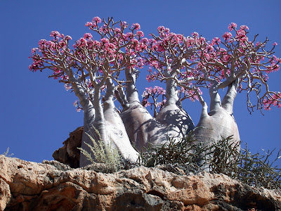 (Yemen) - Socotra Island