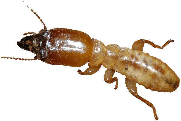 termite termite