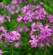 Native plant is a term to describe plants naturalized to a given area in geological time.