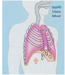 Welcome Mekanisme Pernapasan