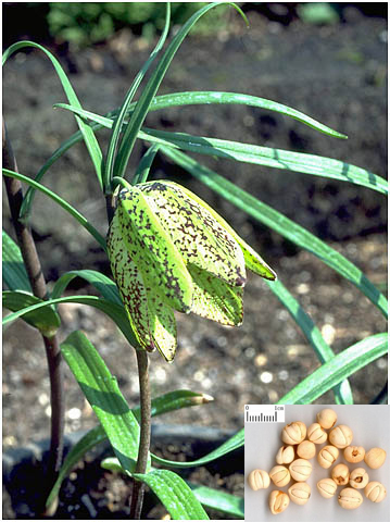 Fritillaria cirrhosa D. Don (Fam. Liliaceae)
