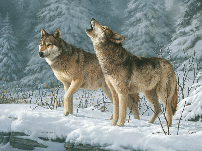 Wild Photography