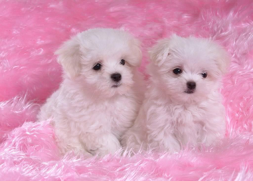 dos-perritos-adorables-mascotas-little-puppies.jpg