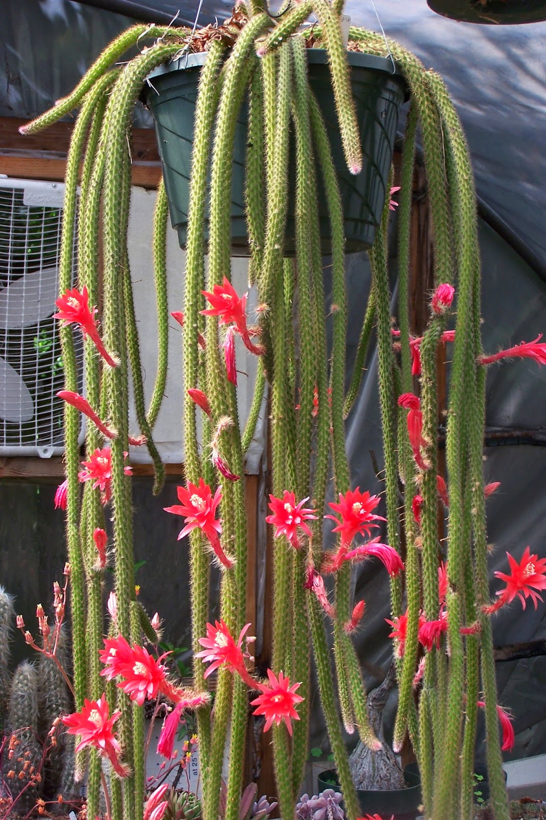 Oregon Cactus Blog May 2014