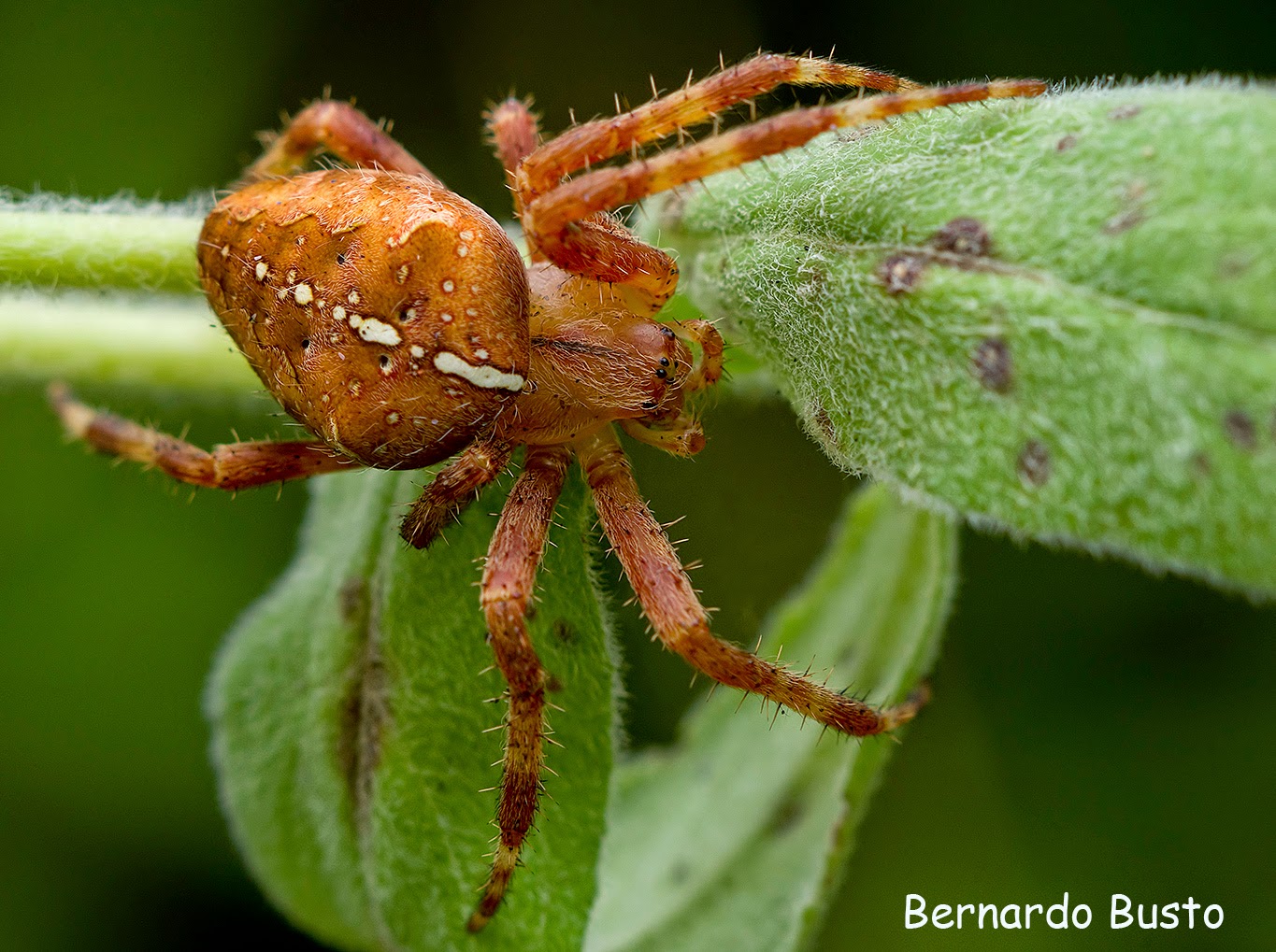 RÍA DE LA VILLA: agosto 2014