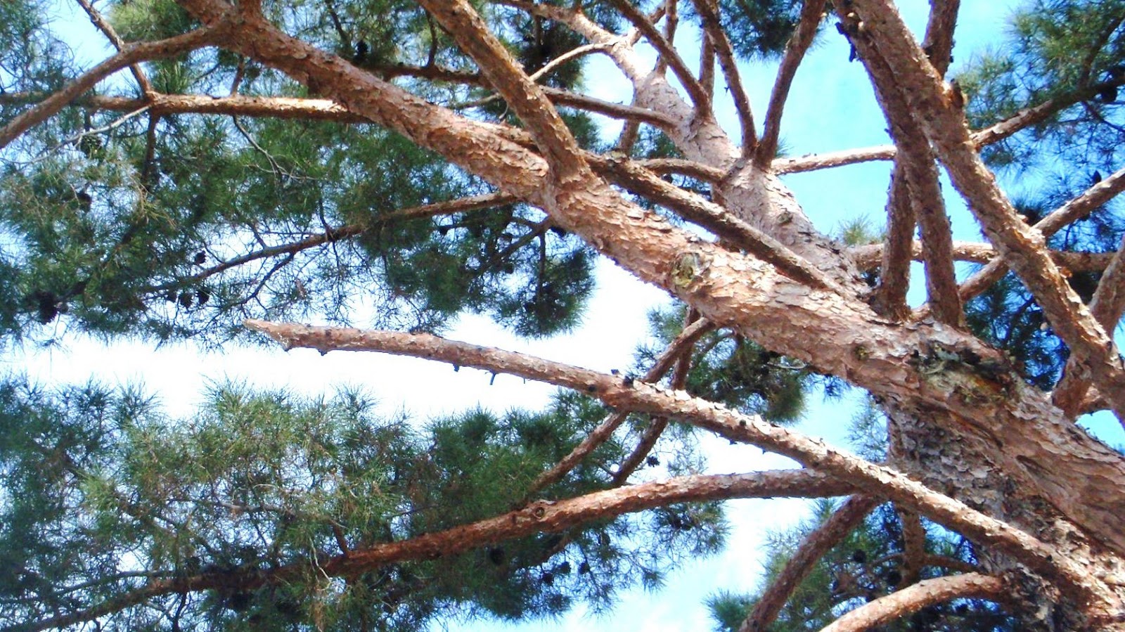 Xtremehorticulture of the Desert African Sumac Limbs Splitting