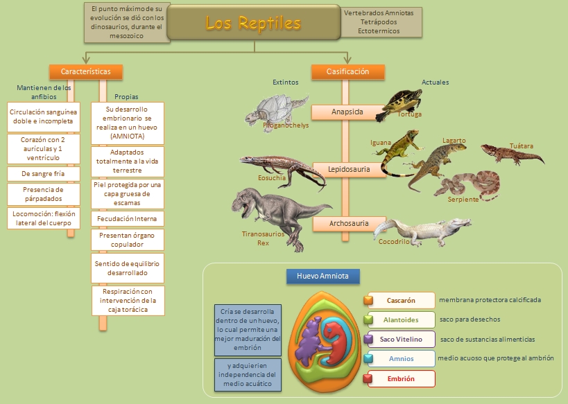 Esquemas, diagramas, gráficos y mapas conceptuales.: Los Reptiles