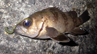 メバル 内房 アジリンガー