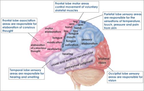 Brian Owens Image: Brain Structure And Function