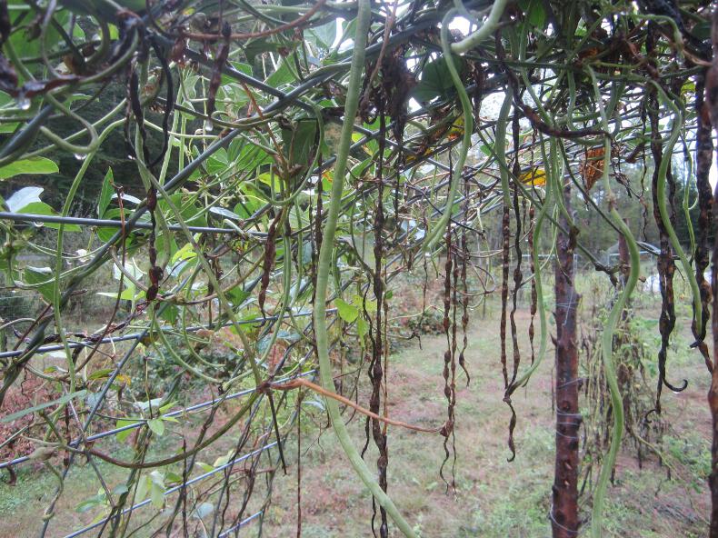 Simply Resourceful Growing Asparagus Beans