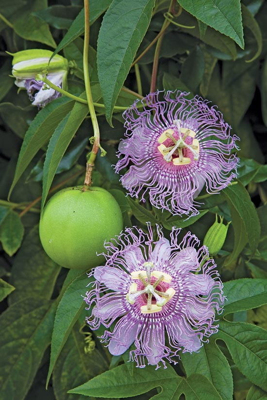 Two Men and a Little Farm PASSION FLOWER, MAYPOP, APRICOT VINE, MAY APPLE