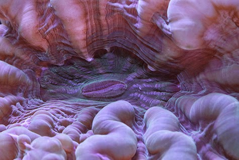 coral food make your