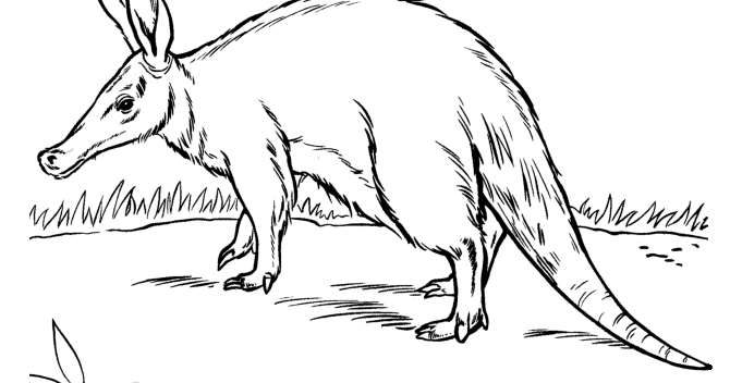 Aardvark coloring ~ Child Coloring