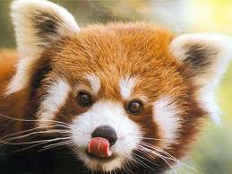 looks like a red panda