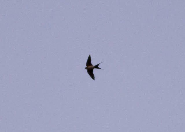 Red-rumped Swallow, Hull