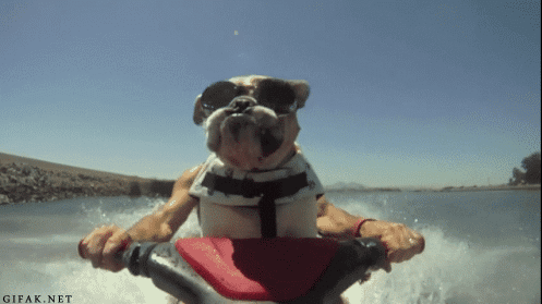dog riding jet ski, funny animal gifs, funny animals