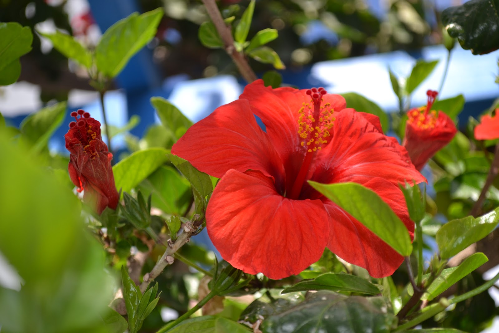Heart of Gold Greece Through it's Flowers