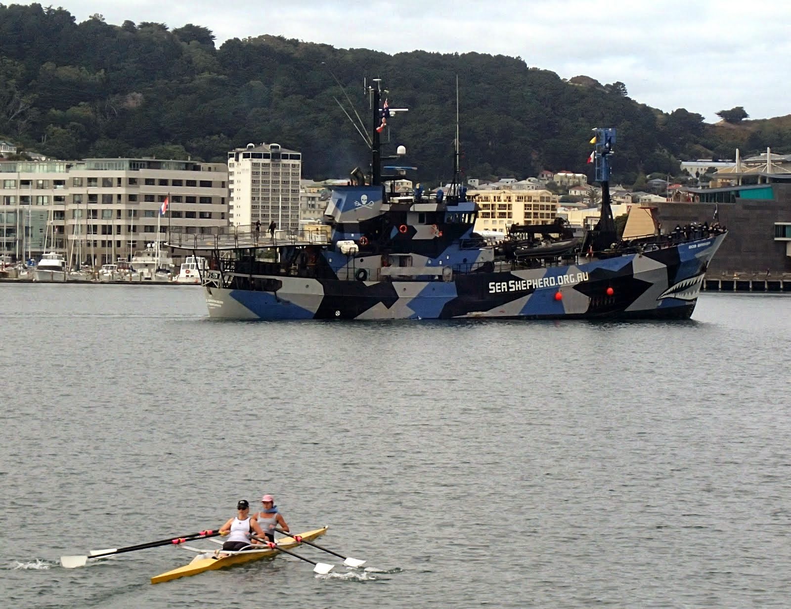 Sea Shepherd in Wellington Harbour