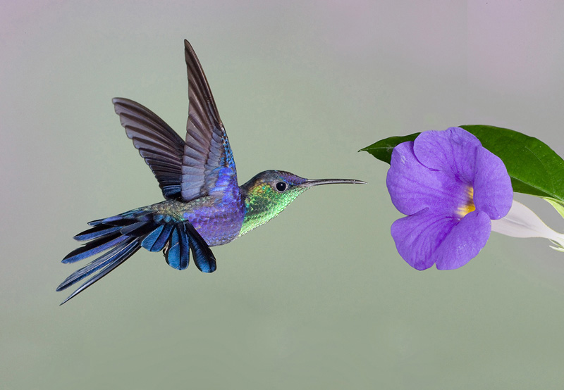 trailsofpaper Purple Throated Woodstar Hummingbird