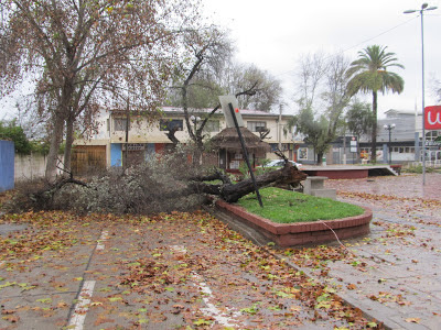 OLMUENOTICIAS: Temporal causó cortes eléctricos caídas de árboles y
