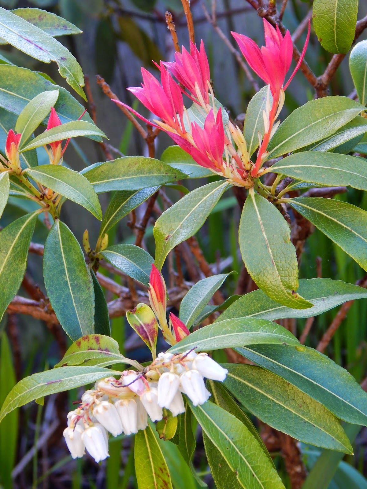 Pieris Japonica Flaming Silver Andromede Du Japon Panache