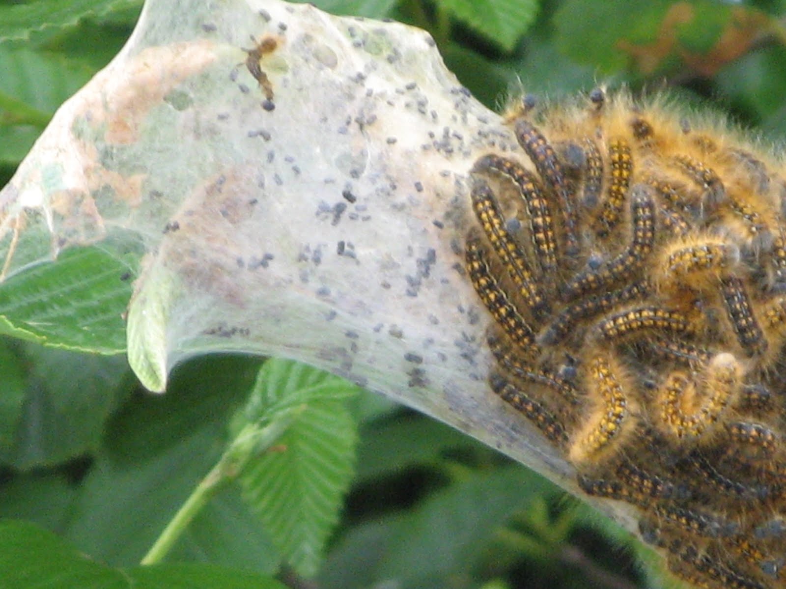 Powell River Books Blog Attack of the Tent Worms