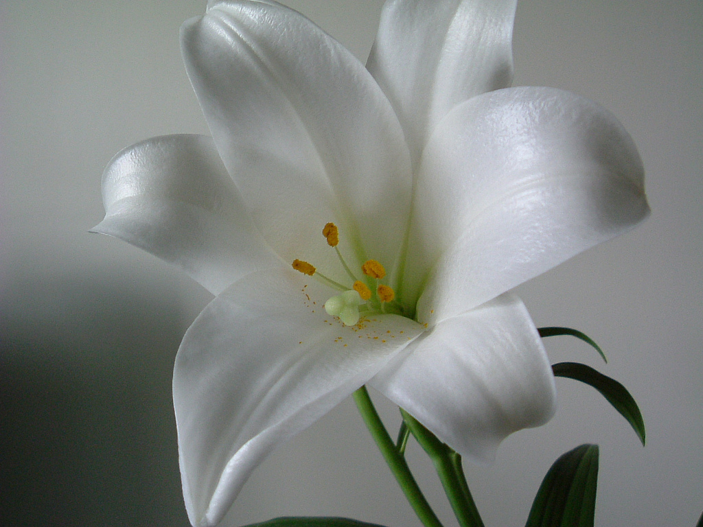 http://1.bp.blogspot.com/-lAjYg46ZUQ8/Tf92CMDm9iI/AAAAAAAAATQ/5J4McLSn_dM/s1600/White+Lily+Flowers+Wallpapers+1.jpg