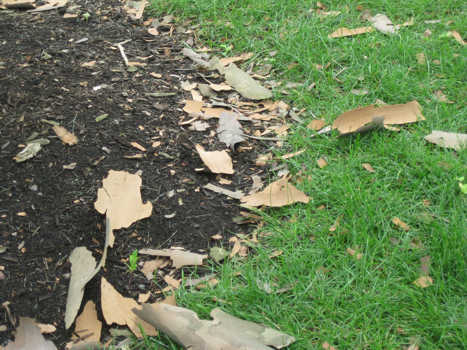Trees Shedding sycamores