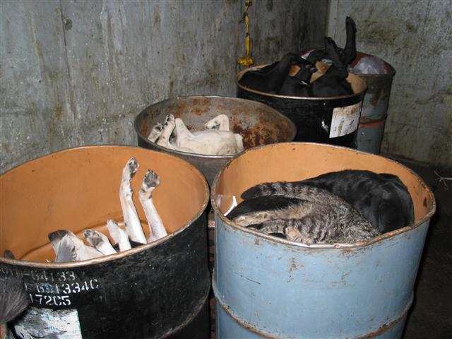 shelter euthanasia shelter euthanasia