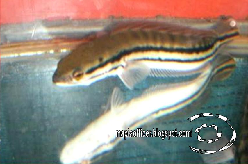 Malaysian Mafia Giant Snakehead Stok Toman Harimau Malaysian Mafia Giant Snakehead Stok Toman Harimau