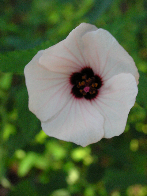 Adorable Abelia Steemit