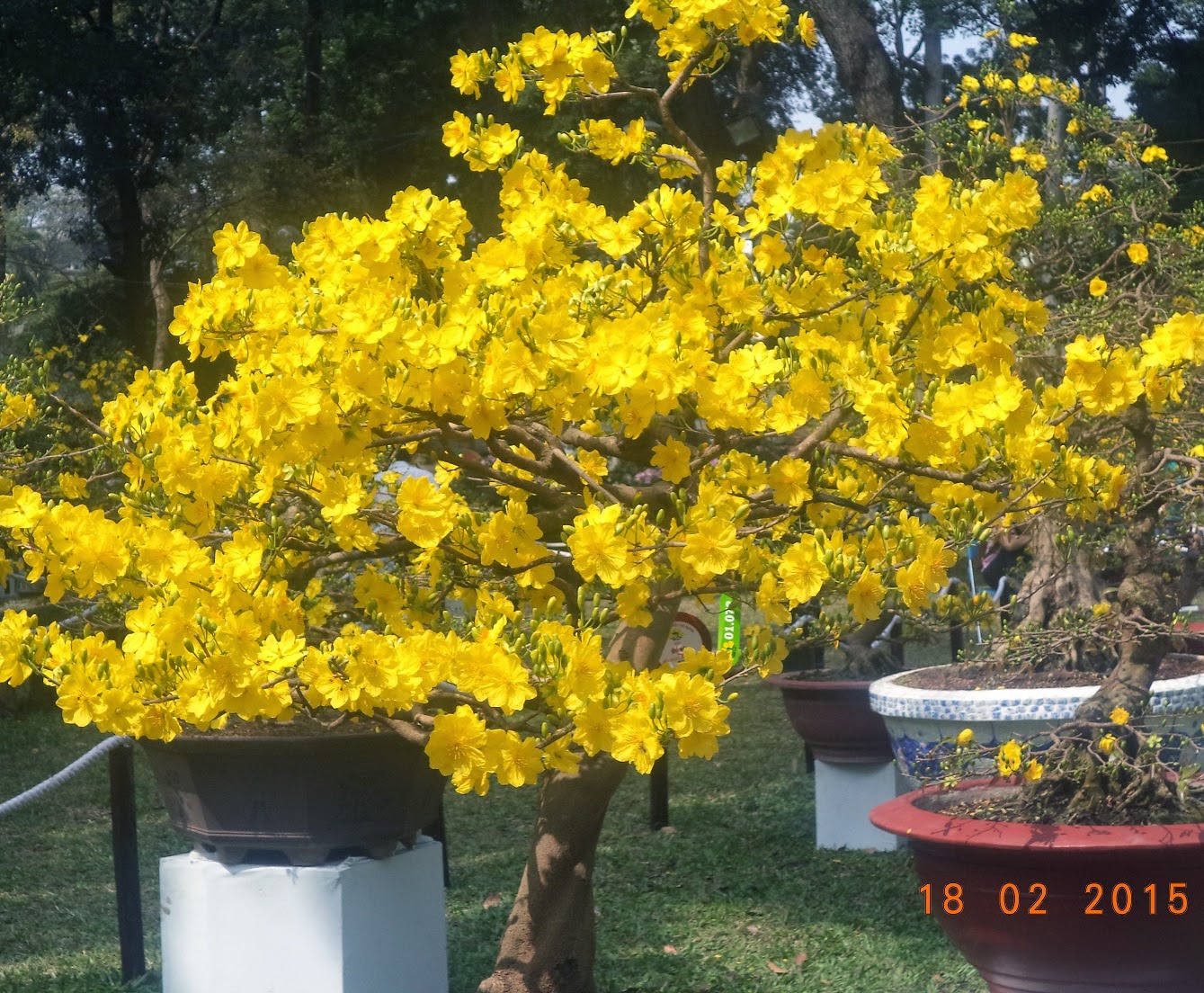 Câu chuyện hoa Phong lan Hoa mai