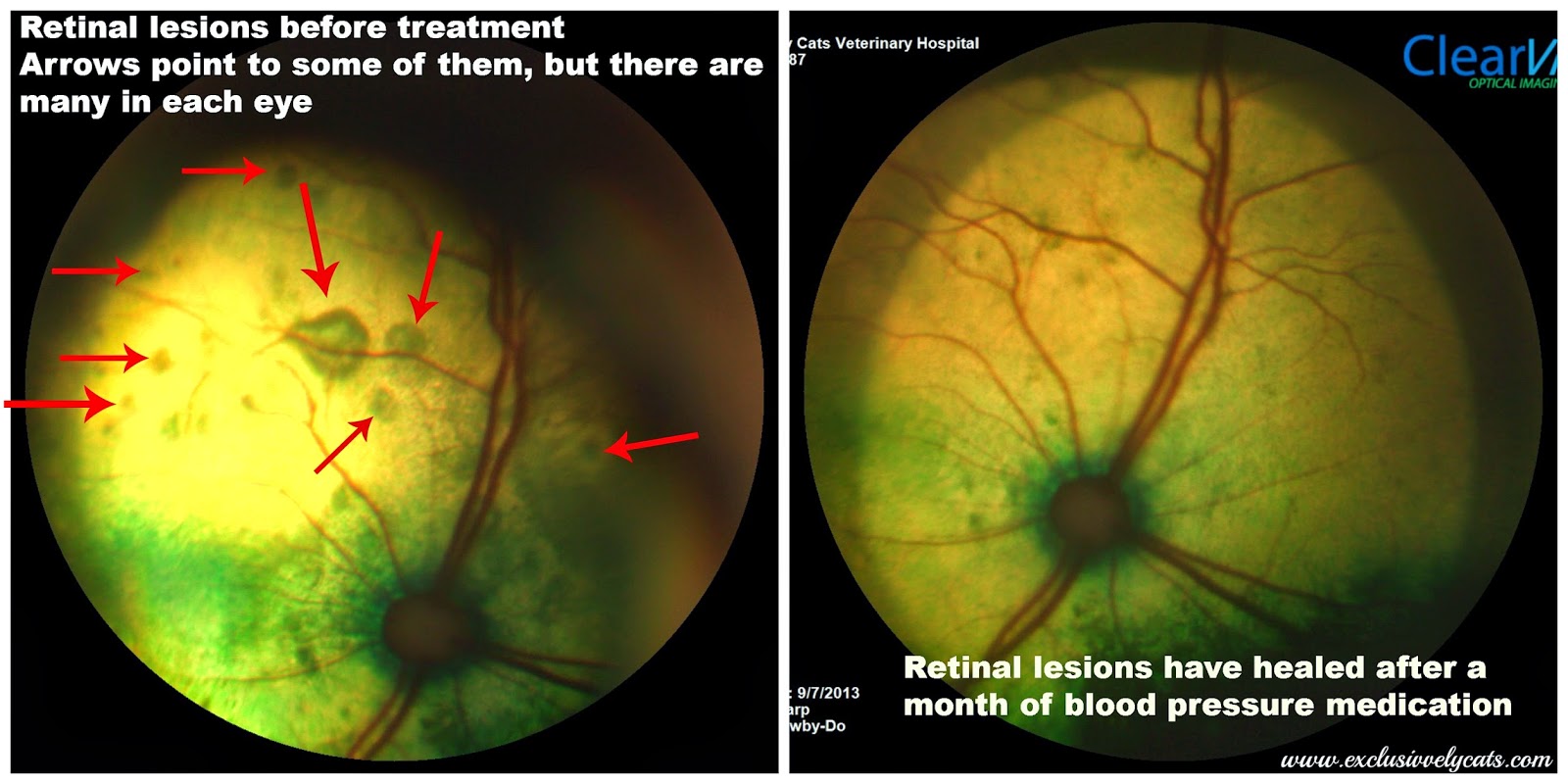 Exclusively Cats Veterinary Hospital Blog How Do I Know If My Cat