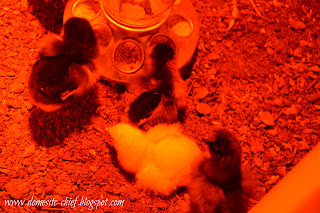 Baby Chicks under red light