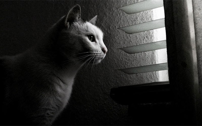 melancólicos gatos