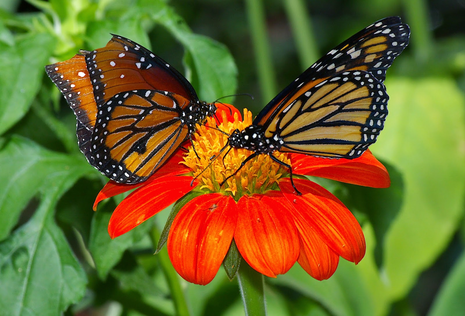 Fun with a Little Education on the Side The Florida Museum of Natural