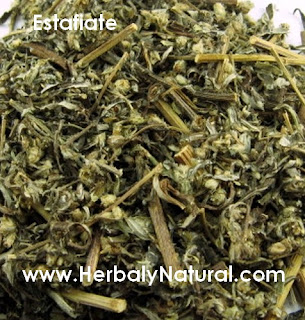 Plantas Medicinales en Merida, Herbal y Natural: Estafiate Plantas Medicinales en Merida, Herbal y Natural: Estafiate