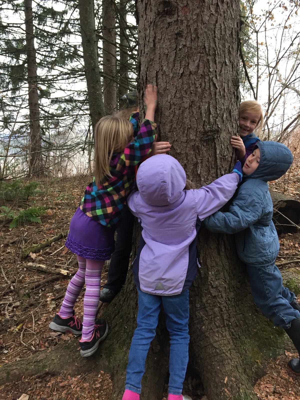 Learning About Trees