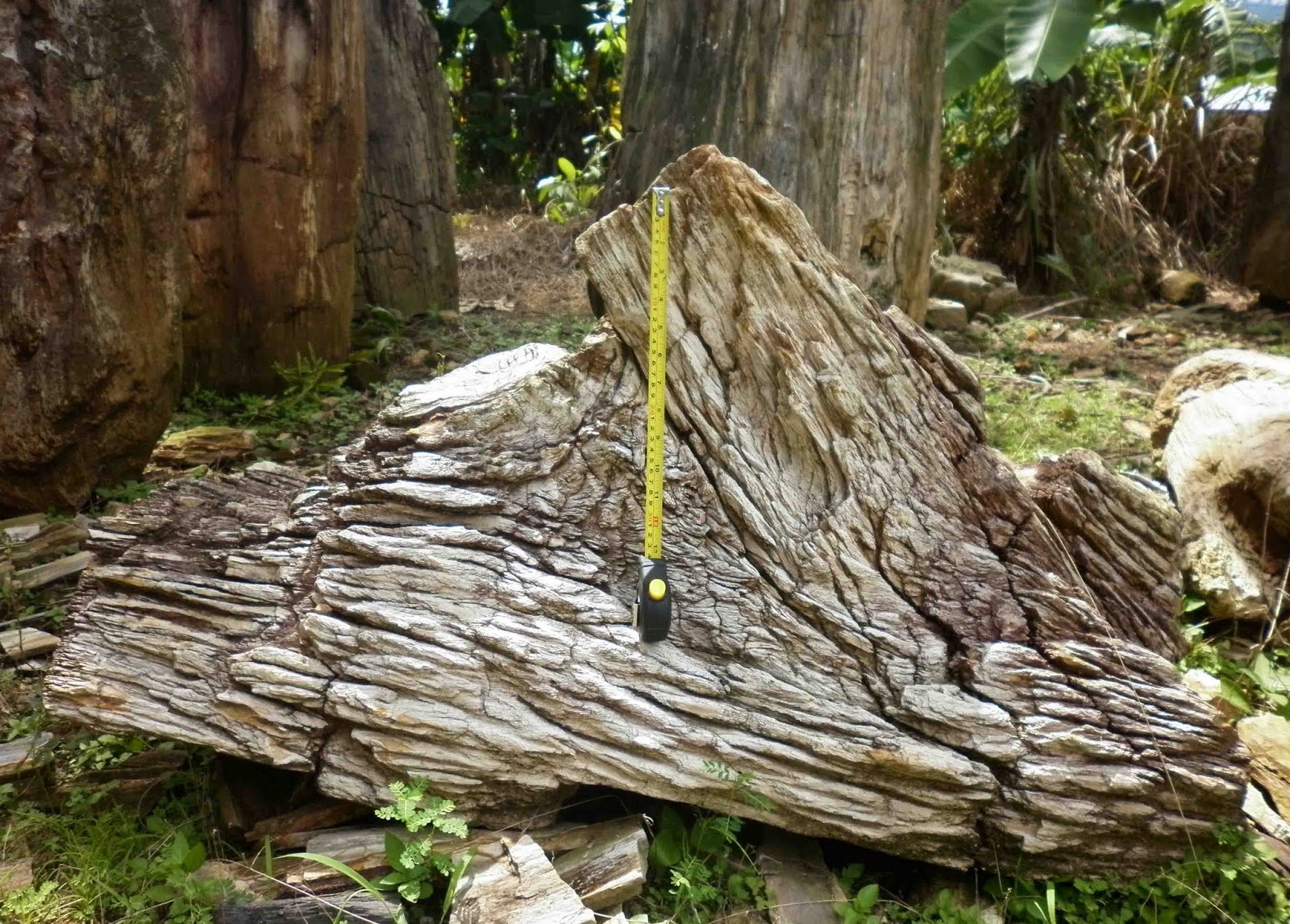 IndoGemstone Petrified Wood Landscaping