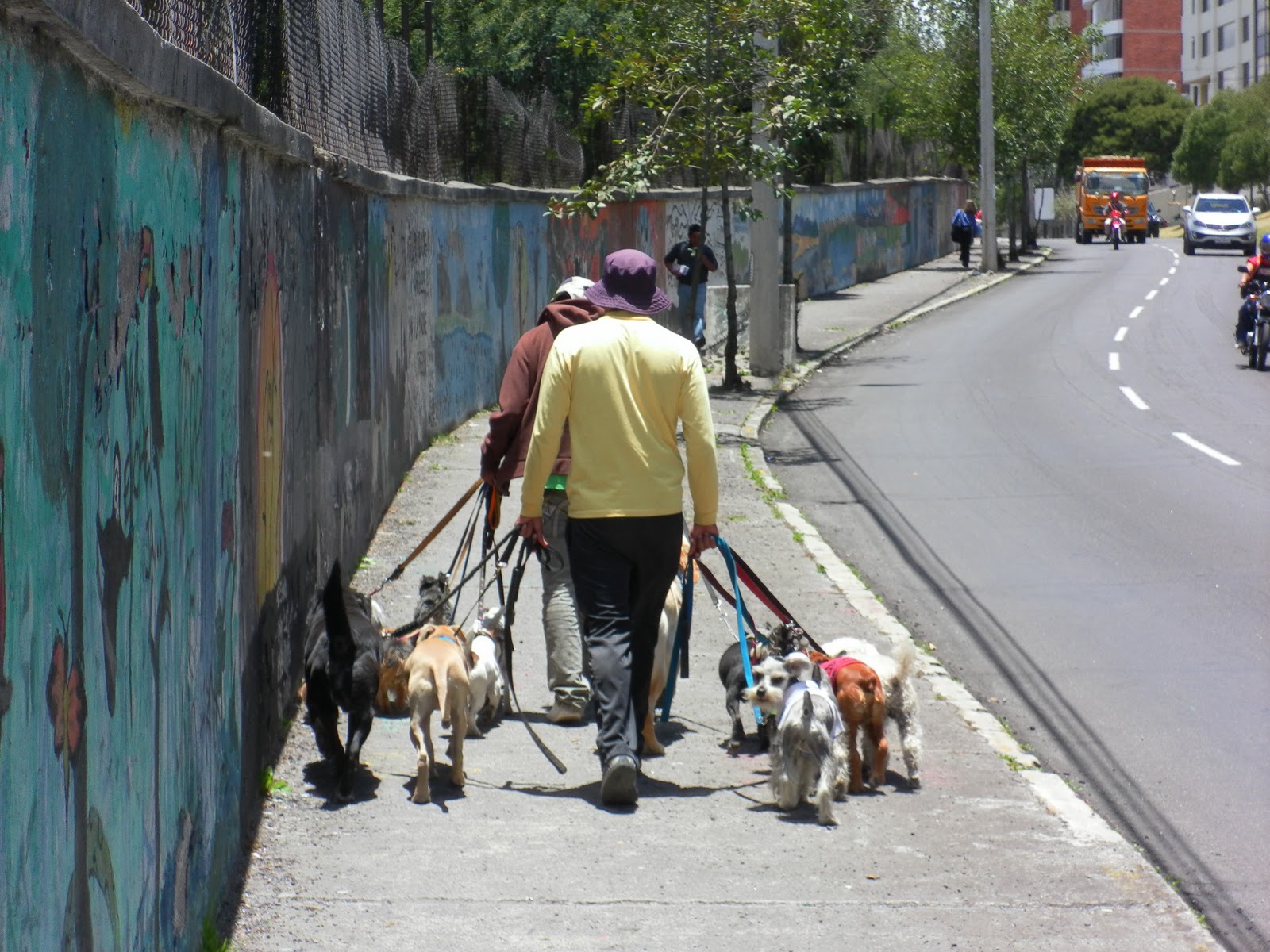 A Brit in Ecuador: Dogs of Ecuador