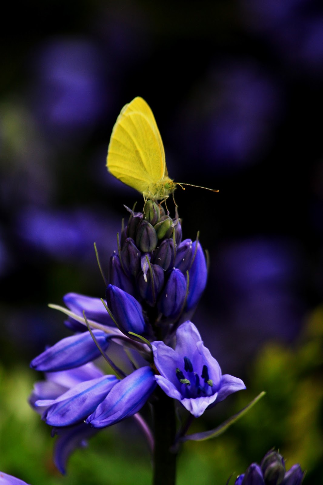 Beyond the Riverbank Bluebells, Butterfly on a Bluebellend, and a Newt...