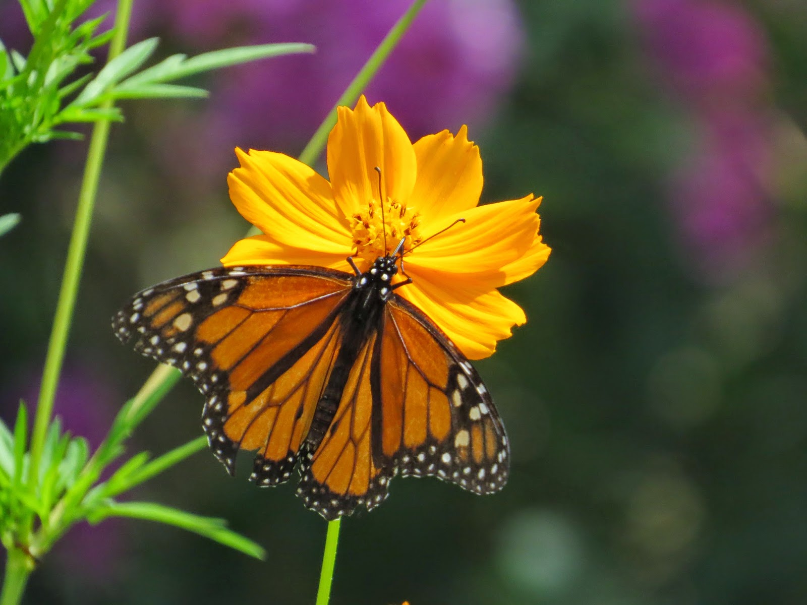 Simply Living Echinacea flowers attracts monarch butterfly