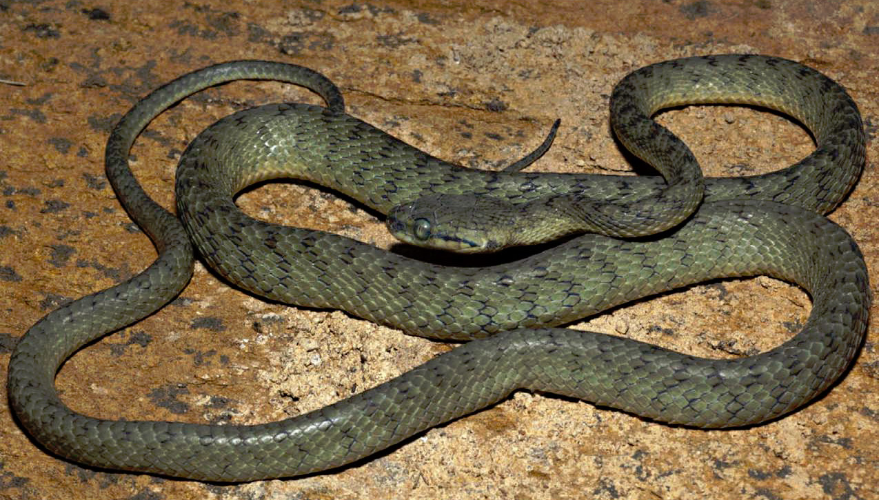 Catching snakes in india image