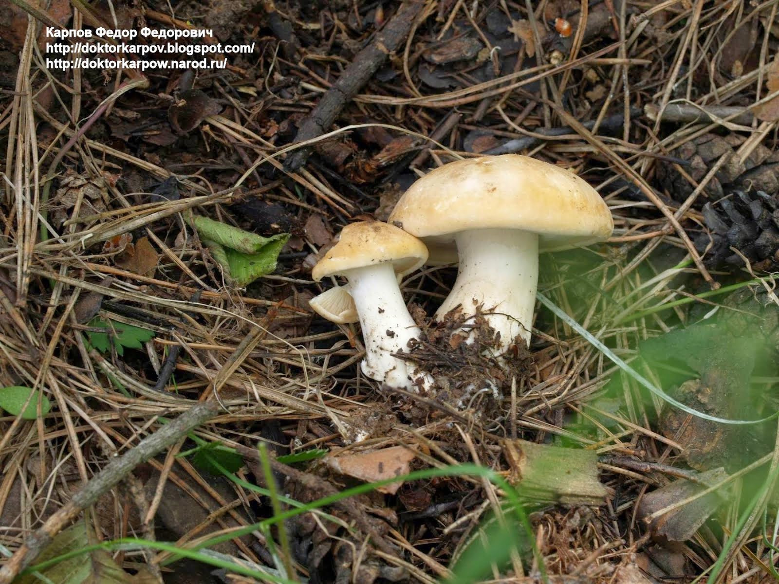 Майский гриб в саду