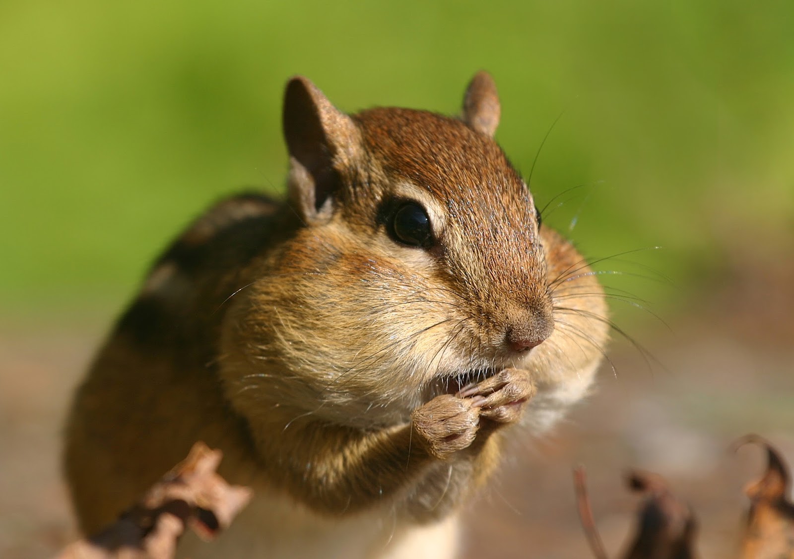 chipmunk poison chipmunk poison